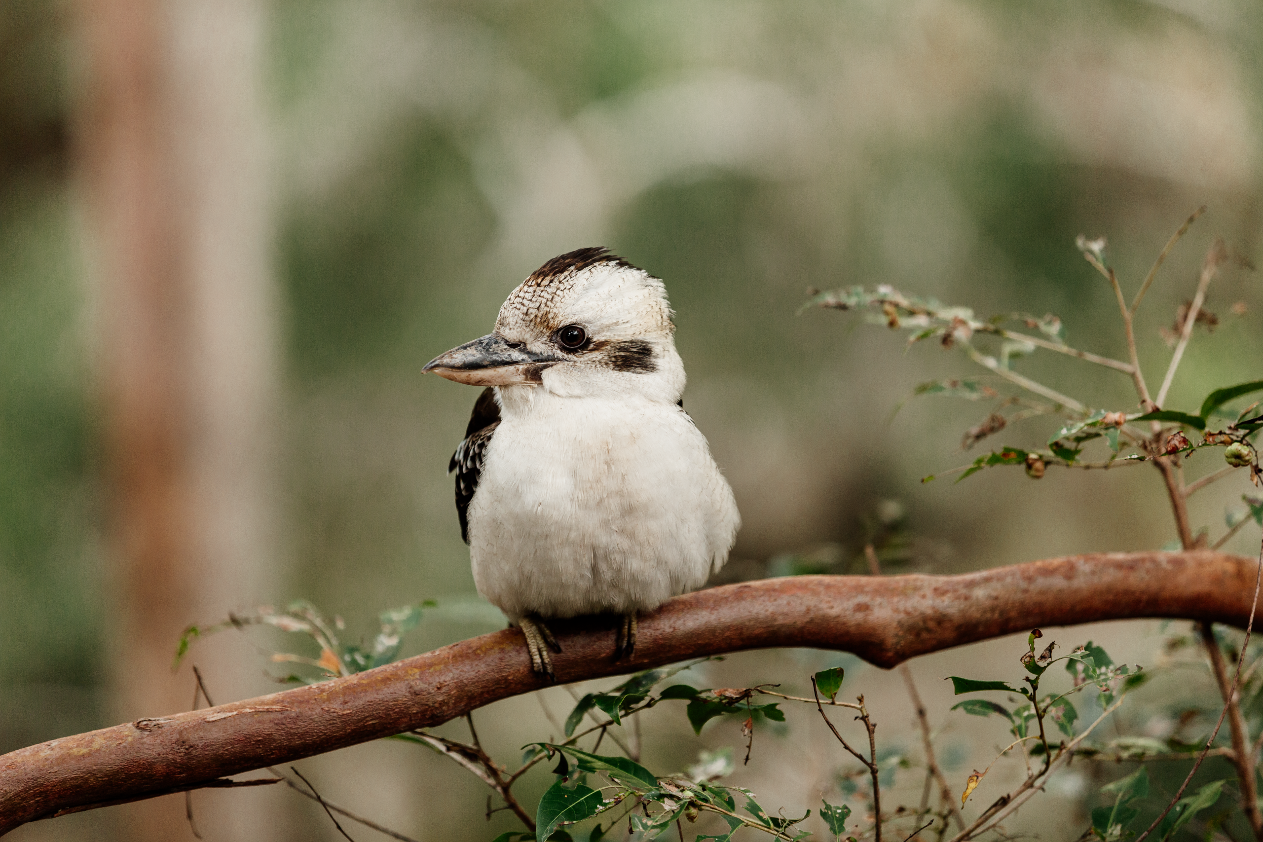 Kookaburra on Tamborine Mountain