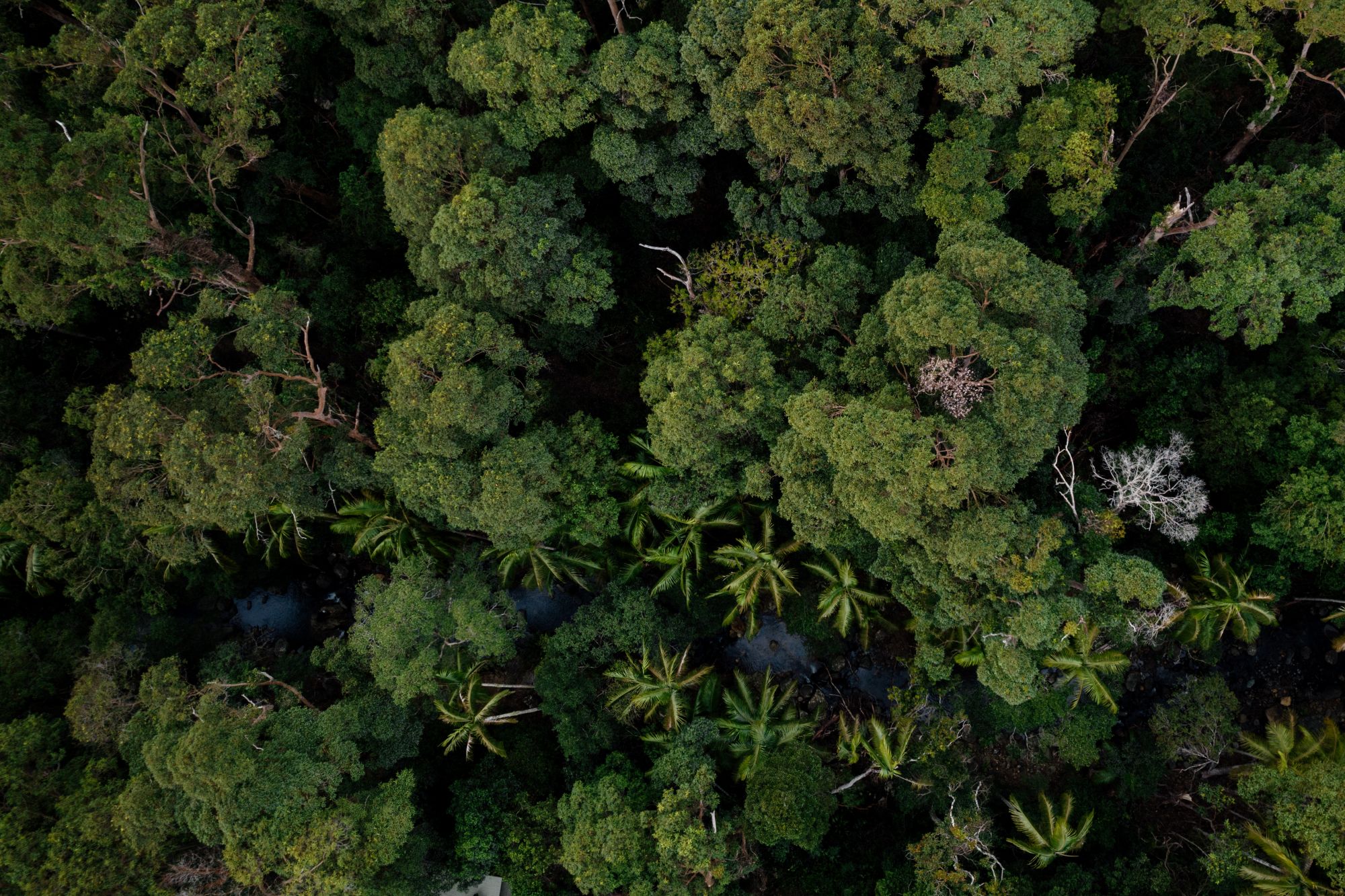 Rainforest at Tamborine Mountain
