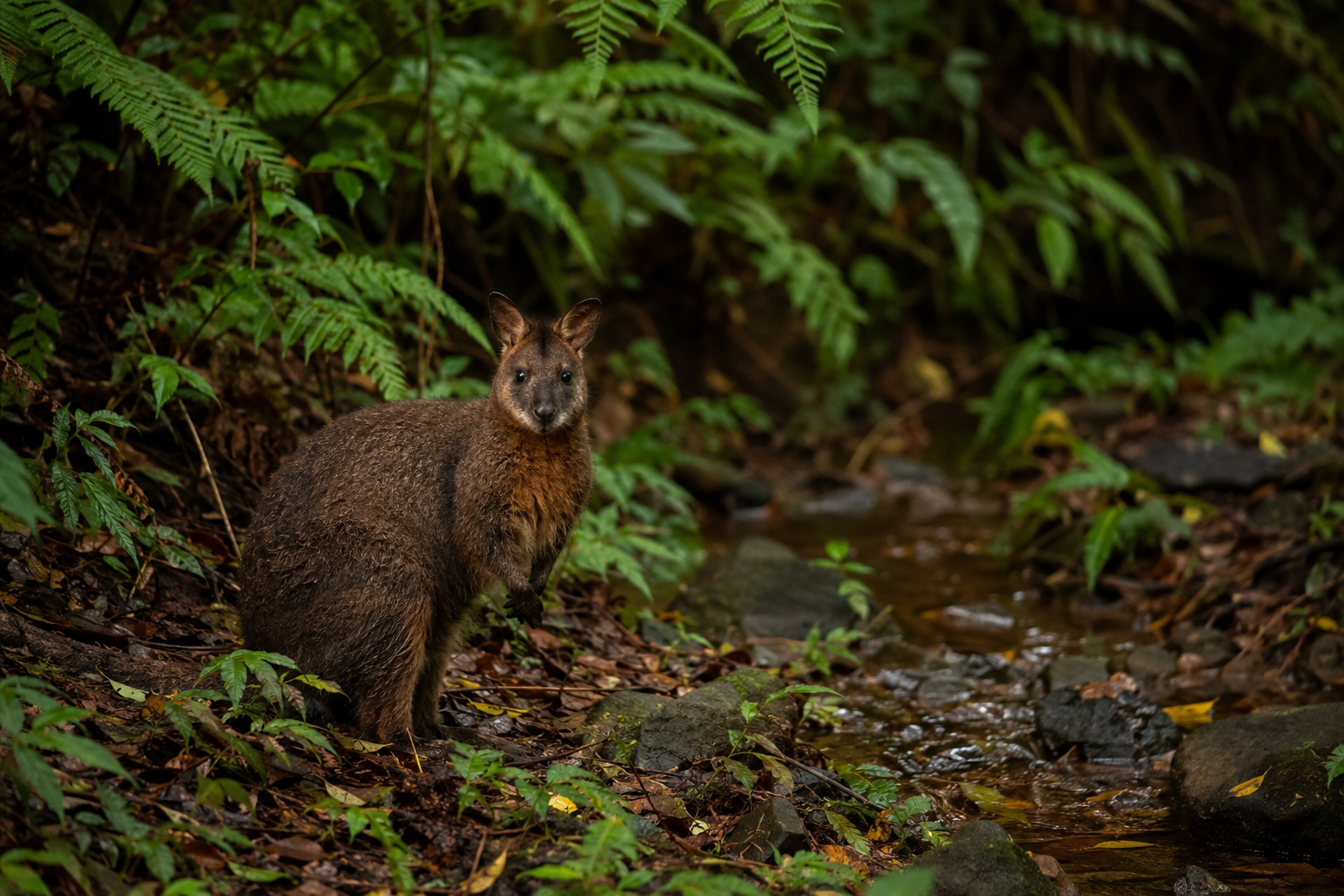 Pademelon
