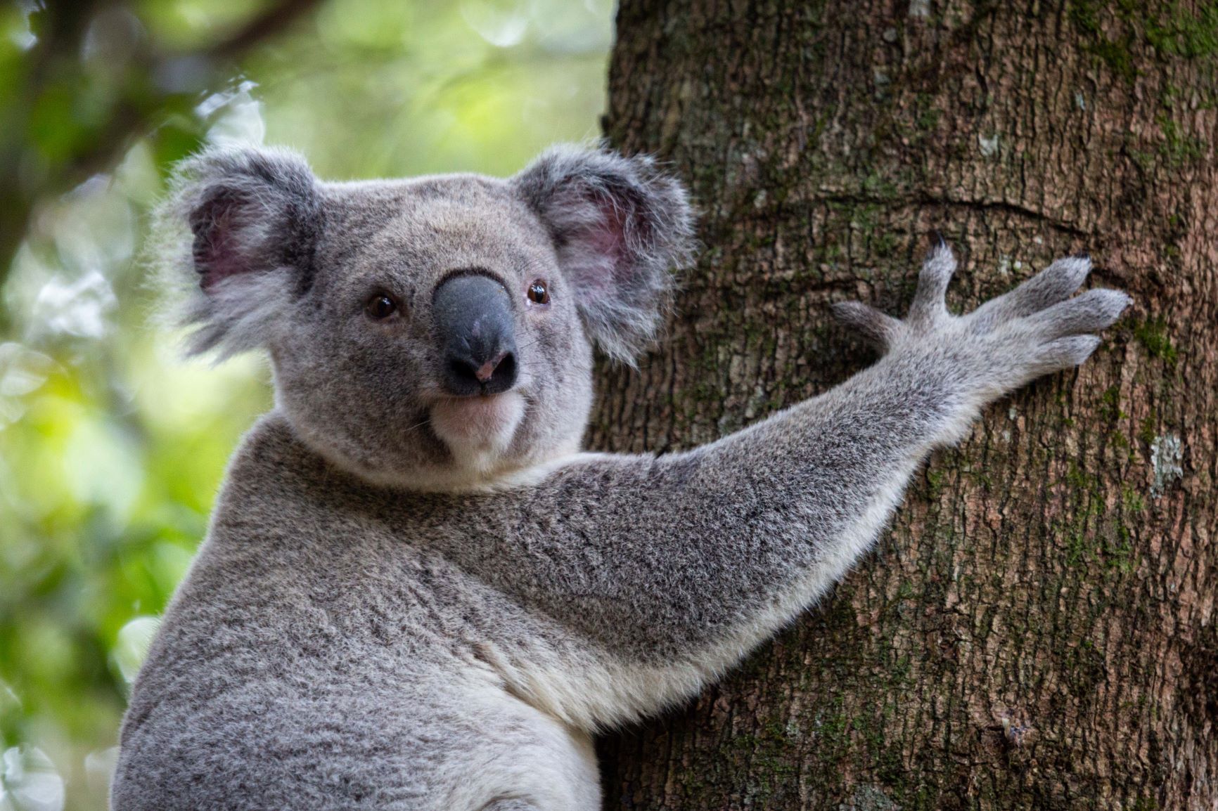 Koala on Tamborine Mountain