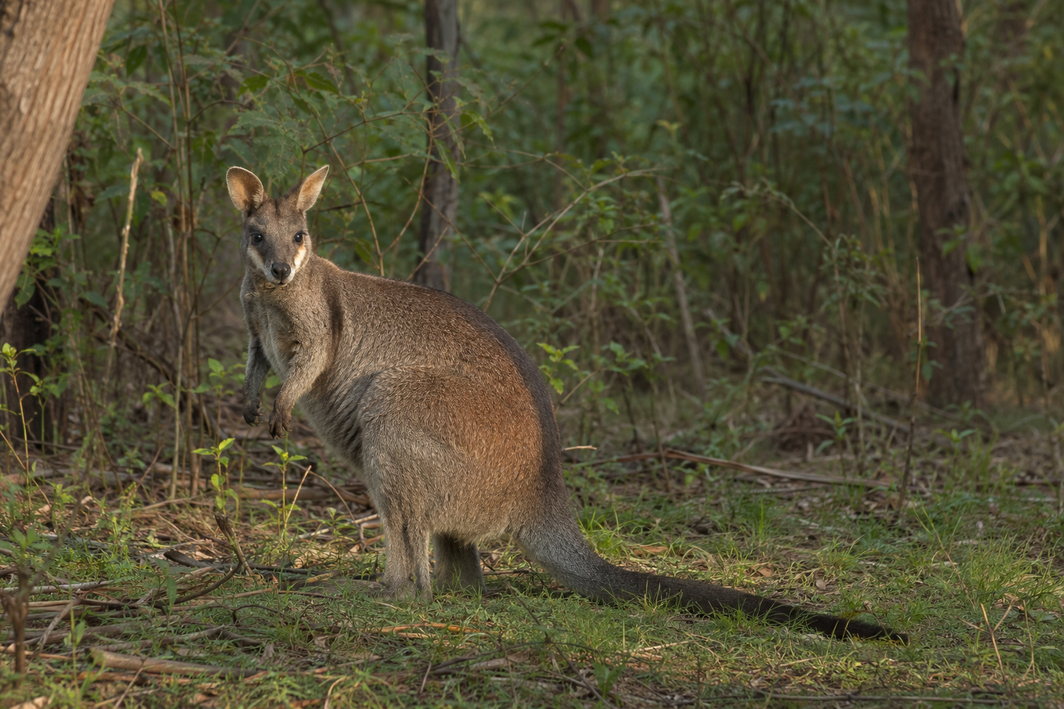 Pretty-faced wallaby