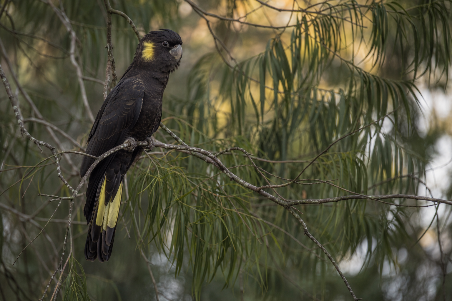 Black cockatoo