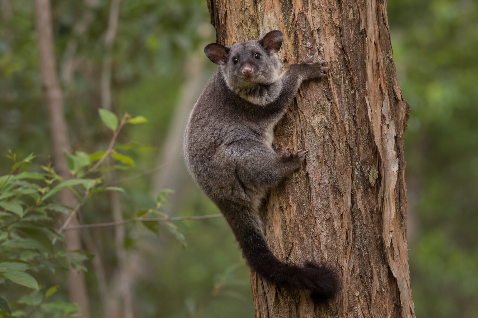 Greater glider on Tamborine Mountain